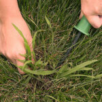 Close up of hands using gardening tool to dig up lawn weeds