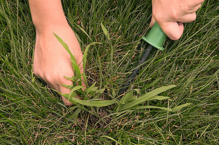 Close up of hands using gardening tool to dig up lawn weeds