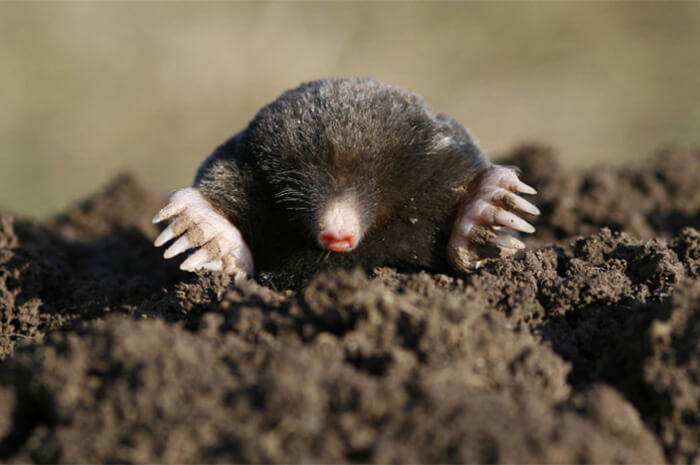 Close up of a mole