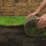 hands rolling out grass on a patch of dirt