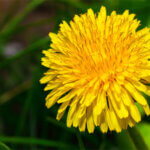 Close up of dandelion