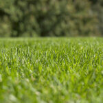 Grass cut with sharp blade