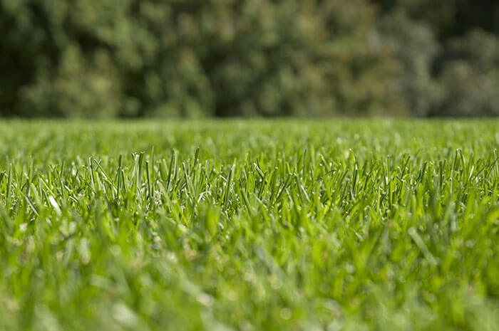 Grass cut with sharp blade