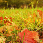 A closeup of a yard of grass with leaves in it