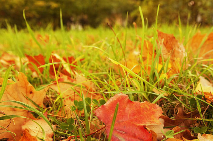 A closeup of a yard of grass with leaves in it