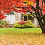 Tree with red leaves in front yard