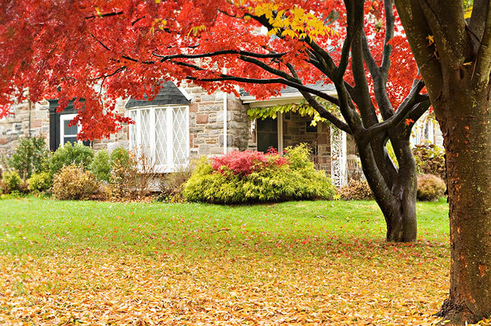 Tree with red leaves in front yard