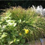 Close up of various green, white and yellow plants in a wooden flower box container