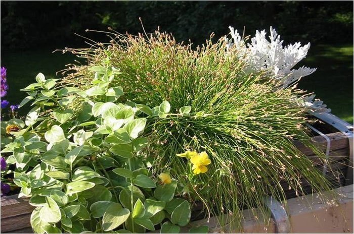 Close up of various green, white and yellow plants in a wooden flower box container