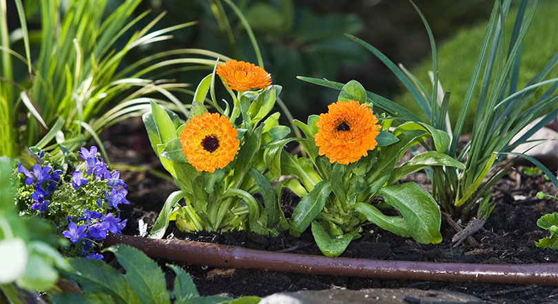 Close up of a line drip system across a flower bed