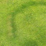 Section of diseased grass