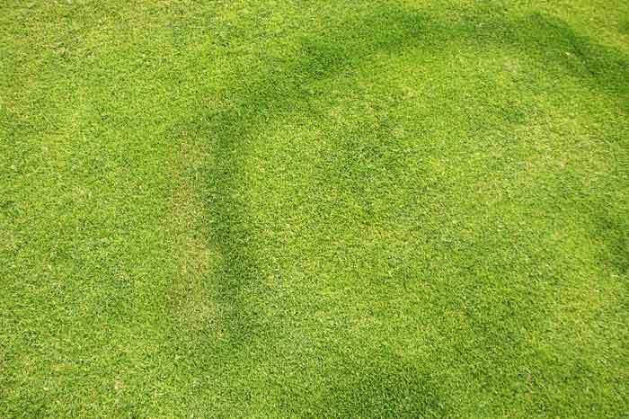 Section of diseased grass
