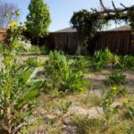 Yard full of overgrown weeds and dead grass