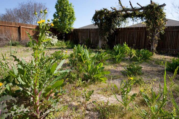 Yard full of overgrown weeds and dead grass