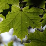 Close up of green leaf on tree