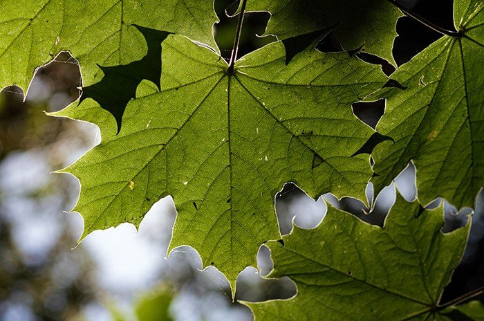 Close up of green leaf on tree