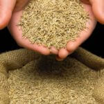 Up close image of hands scooping up a pile of seeds from a burlap sack