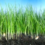 Close up of freshly planted blades of grass