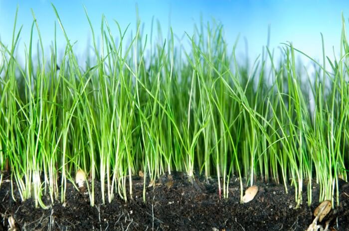 Close up of freshly planted blades of grass