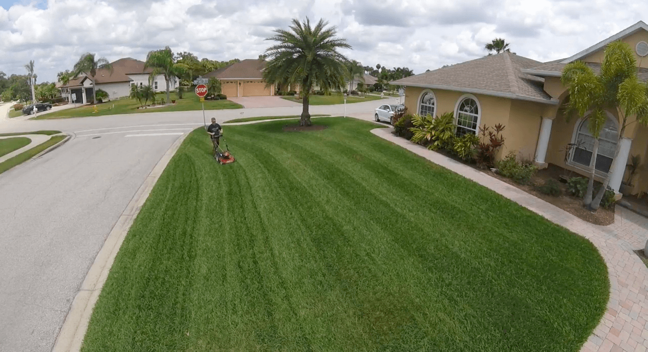 Man striping lawn with palm trees in the background