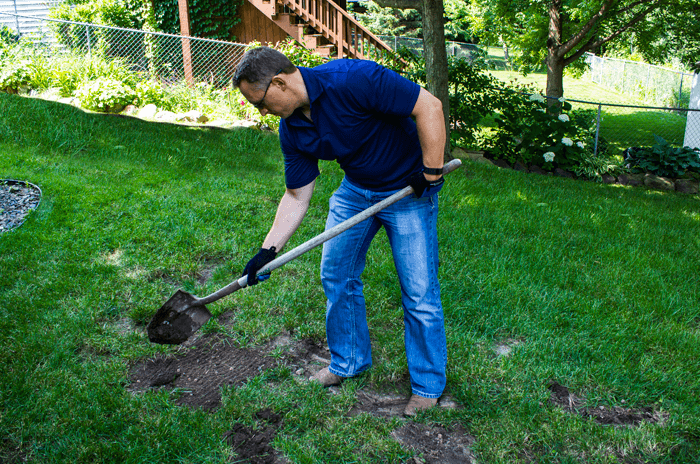 Man using shovel to topdress lawn