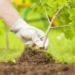 Hand wearing gardening glove planting a baby tree