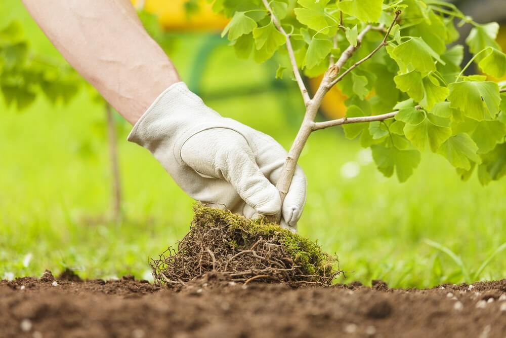 Hand wearing gardening glove planting a baby tree