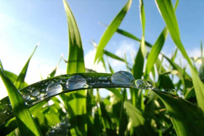 Close up of grass blade with water droplets