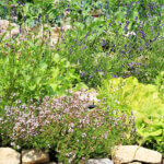 Close up of garden with various plants that attract insects beneficial to a yard