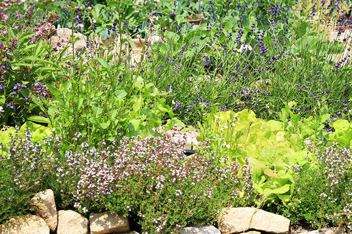 Close up of garden with various plants that attract insects beneficial to a yard