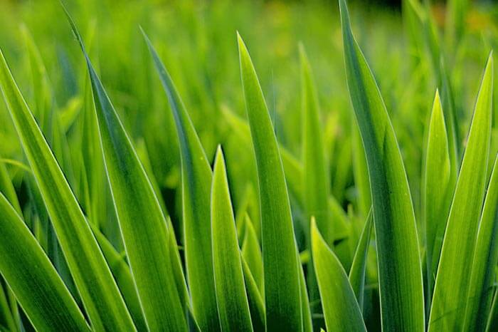 Extreme close up of green grass blades