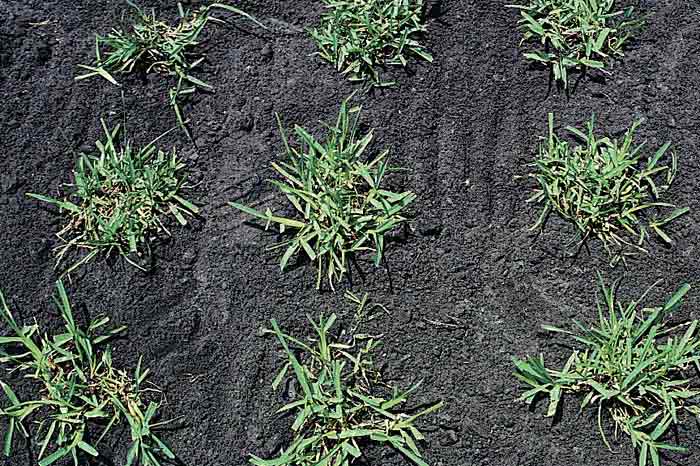 Rows of grass plug sprigs