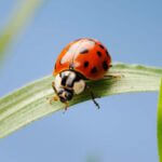 Close up of ladybug on a blade of grass