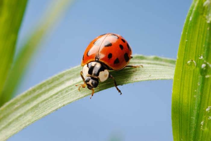 Close up of ladybug on a blade of grass