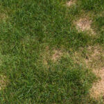 Brown patchy lawn