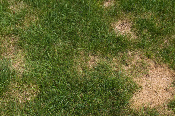Brown patchy lawn