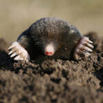 Close up of a mole