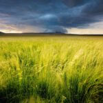 Native grass in a field featuring dark clouds