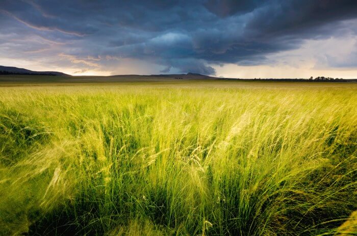 Native grass in a field featuring dark clouds