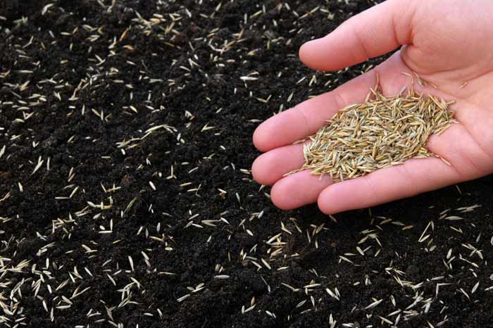 Hand holding grass seed in hand above soil
