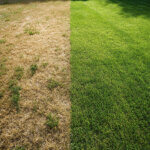 brown, tired lawn shown on left; vibrant, green lawn shown on right