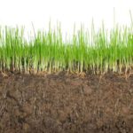 Graphic of lawn showing soil, grass roots and grass blades