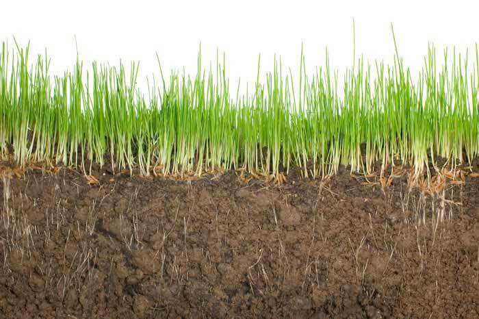 Graphic of lawn showing soil, grass roots and grass blades