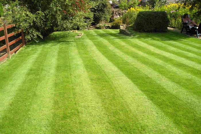 Freshly striped green lawn featuring woman sitting in patio chair