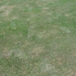 Grass with brown patches