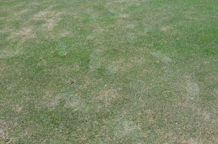 Grass with brown patches