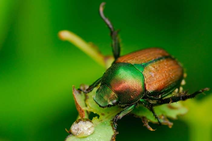 Bug eating grass