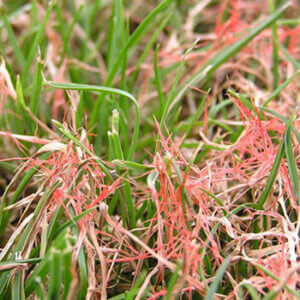 red thread lawn diseased grass