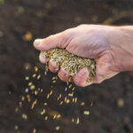 Man drops grass seed onto dirt