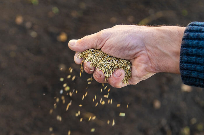 Man drops grass seed onto dirt